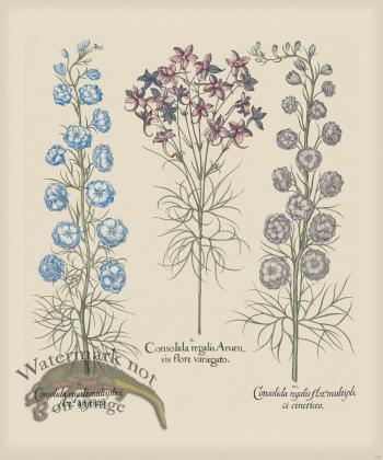 Besler 178 Colored  B2